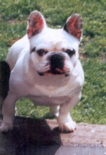 Andrea van WIlcora